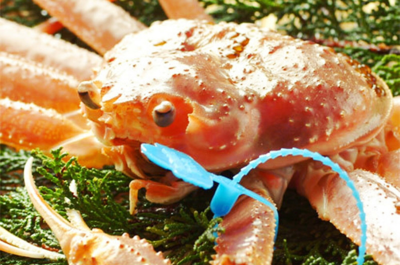 兵庫｜タグ付き・ブランド蟹が味わえる『宿・旅館ランキング』
